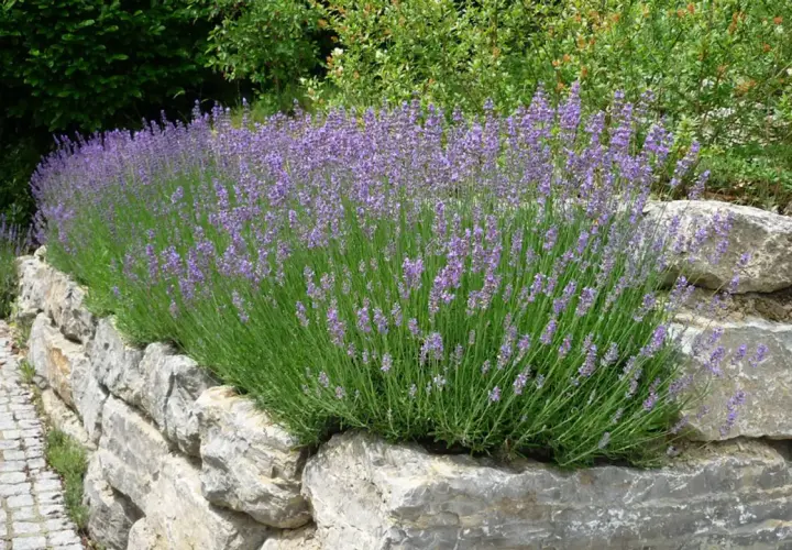 Ein üppiger Lavendelhang auf einer Steinmauer. Der beste Zeitpunkt, wann Lavendel pflanzen, ist im Frühling oder Herbst für ein starkes Wachstum.