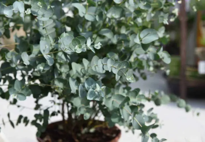 Un arbuste d'eucalyptus intérieur aux feuilles rondes et bleutées, apportant une touche de fraîcheur et de nature à votre espace.