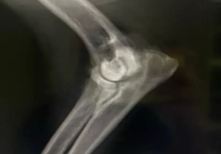 Radiografía de un codo canino mostrando signos de displasia de codo en perros, con irregularidades en la articulación.