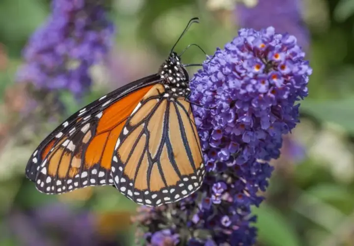 Motyl monarcha żeruje na fioletowych kwiatach budlei dawida odmiany.