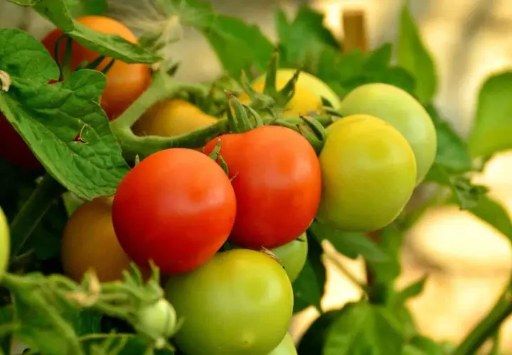Grappe de tomates rouges et vertes, certaines encore immatures, sur leur pied feuillu.