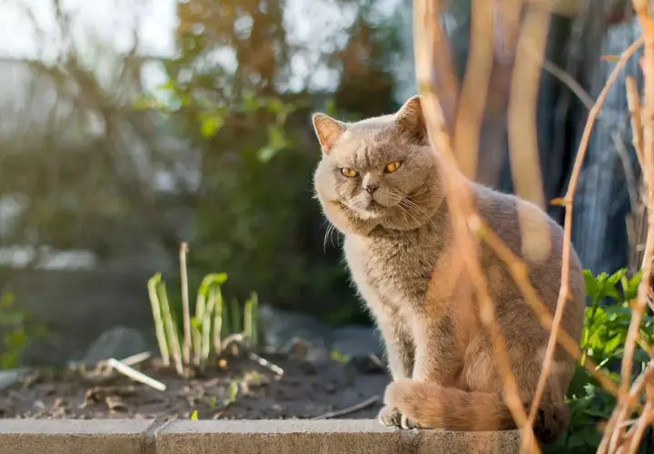 A fluffy tom cat with impressive cheeks sits outdoors, looking regal.