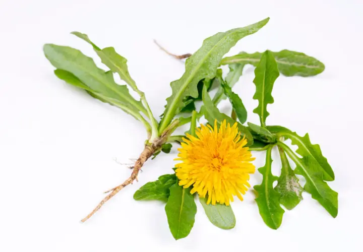 Un fiore di tarassaco giallo brillante con foglie dentellate e la sua radice fibrosa su sfondo bianco.