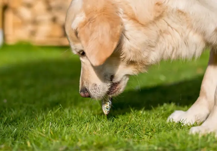 Un perro golden retriever prueba un pequeño pez en la hierba. Los perros pueden comer merluza, ¡y este parece disfrutarlo!