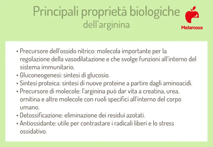 Principali proprietà biologiche dell'arginina: precursore ossido nitrico, sintesi proteica, detossificazione. Quando assumerla? Utile per contrastare stress ossidativo.