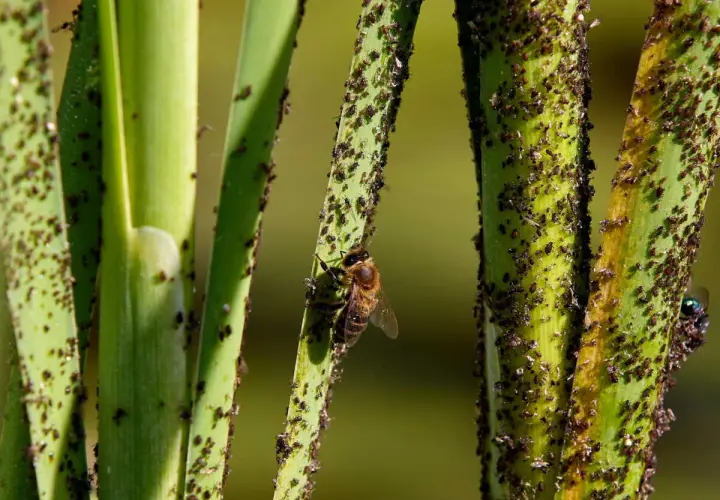Une abeille butine sur une tige verte envahie par des pucerons. Une question se pose : comment se débarrasser des pucerons ?