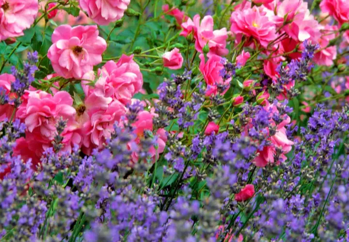 Ein duftendes rosenbeet mit lavendel. Zarte rosa Rosenblüten und violette Lavendelähren bilden ein harmonisches Farbspiel im Garten.