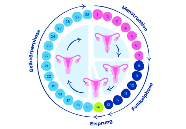 Der Zyklus der Frau: Menstruation, Follikelphase, Eisprung und Gelbkörperphase. Ein Kreislauf, der die Periode erklärt.