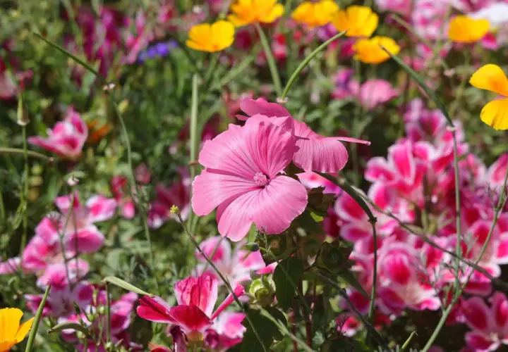 Eine bunte Blumenwiese, die zum Anlegen einlädt. Rosa und gelbe Blüten leuchten im satten Grün.