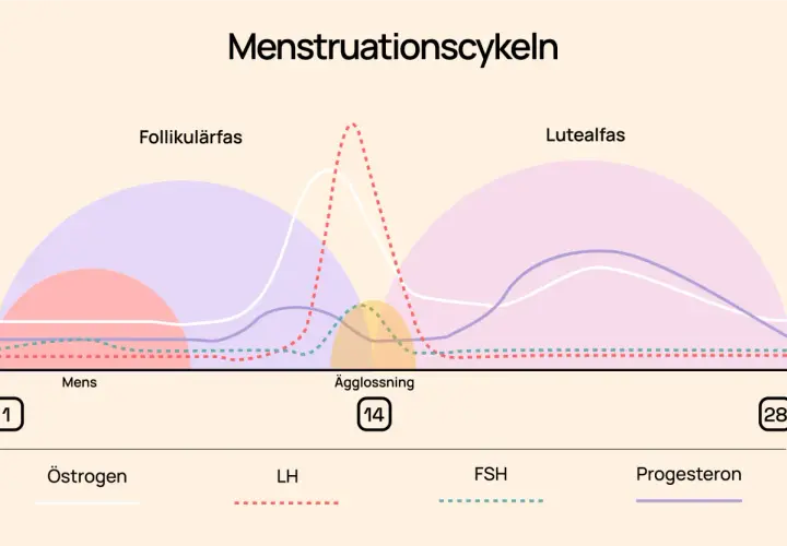 Graf över menscykeln visar faser: follikulärfas, ägglossning och lutealfas, med hormonnivåer.