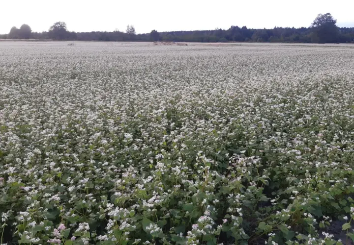 Ogromne pole kwitnącej gryki, która wkrótce będzie gotowa do zbioru. Jej cena zależy od wielu czynników.