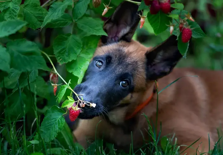 Szczeniak malinois próbuje maliny prosto z krzaka. Czy pies może maliny? Ten maluch chyba tak!