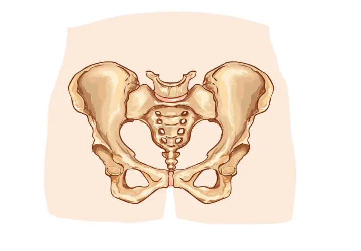 Anatomical illustration of a female pelvis, showing the bones of the hip and sacrum.