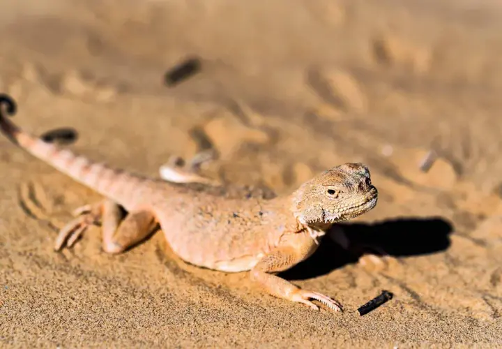 Un lagarto del desierto, camuflado en la arena dorada, se asoma con cautela. Su cola enroscada y escamas detalladas revelan su adaptación al árido entorno.