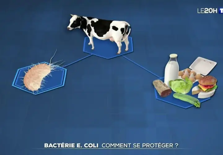 Une vache, une bactérie E. coli et des aliments. Comment se débarrasser de l'e coli ?