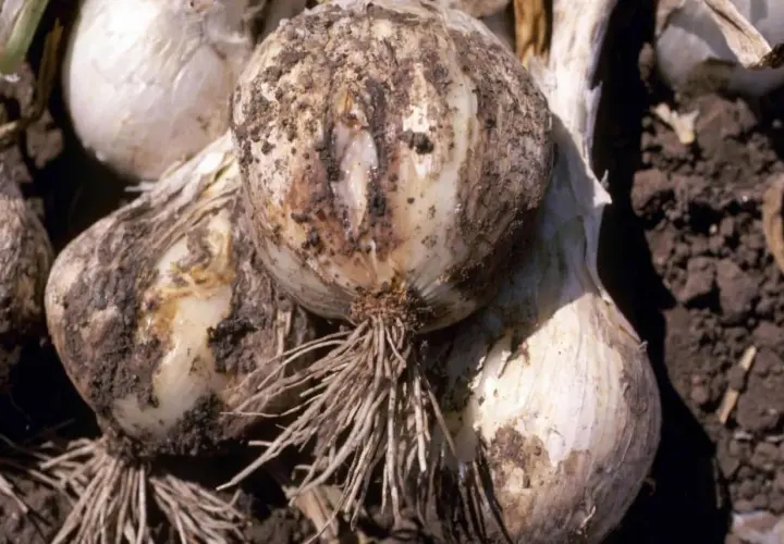 Zepsute cebule z widocznymi śladami chorób. Szukamy naturalnych sposobów na choroby cebuli, by ratować plony.