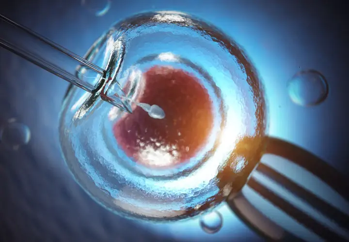 Mikroskopijne ujęcie zapłodnienia in vitro: plemnik wstrzykiwany do komórki jajowej.