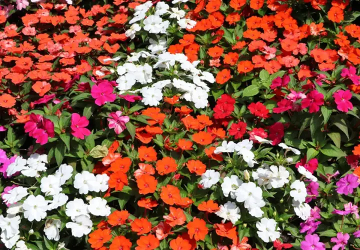 Bunte Blütenpracht, ein Meer aus leuchtenden Farben. Ein edellieschen grab, das in voller Blüte steht und die Sonne genießt.