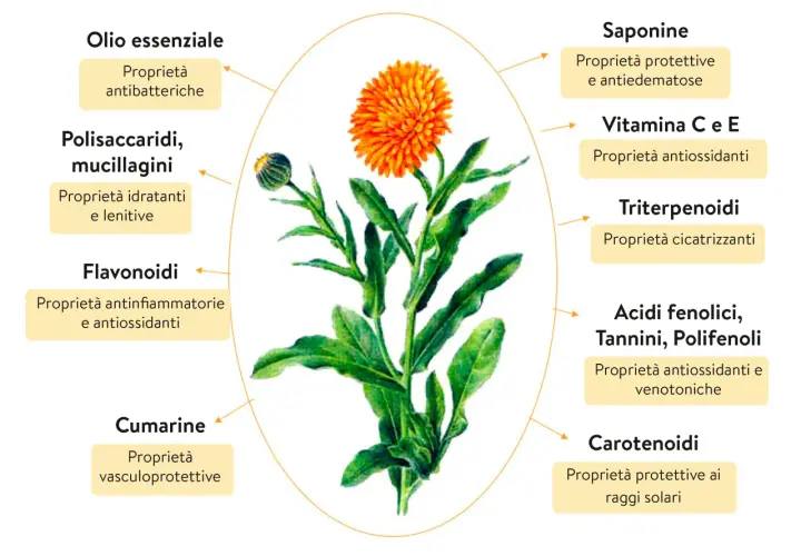 Fiore di calendula con frecce che indicano le sue proprietà: antibatteriche, idratanti, antinfiammatorie, protettive, antiossidanti, cicatrizzanti, venotoniche e solari.