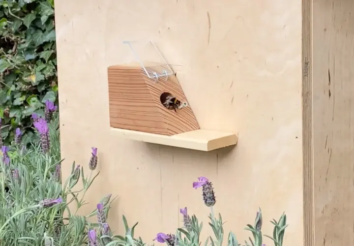 Fleißige erdhummeln im garten finden ein neues Zuhause in einem hölzernen Insektenhotel, umgeben von duftendem Lavendel.