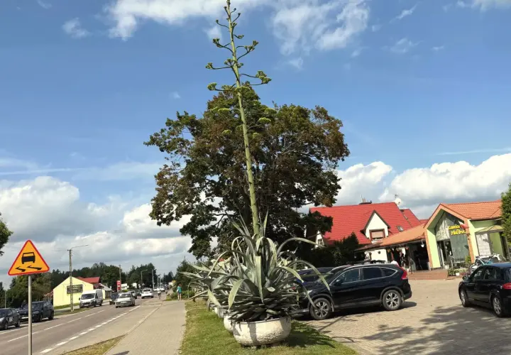 Ogromny agawa kwiat wyrasta ponad drzewa, obok drogi i samochodów.
