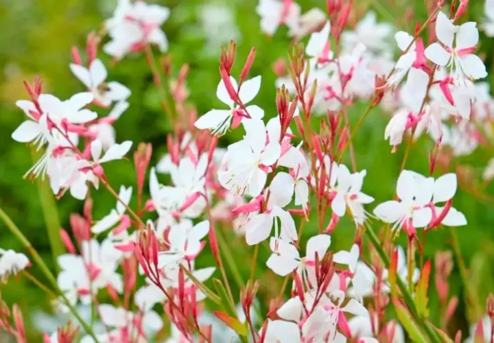 Fleurs de gaura blanches et roses, délicates et aériennes, dans un jardin verdoyant.
