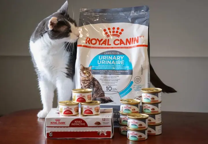 Kot wącha karmę Royal Canin Urinary. Czy to dobra karma? Widać opakowanie i puszki.