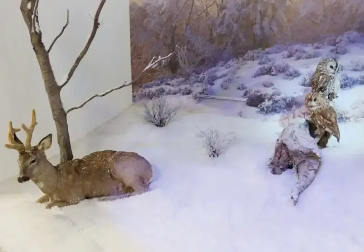 Muzeum przyrodnicze w Mielcu: jelenie i sowy w zimowej scenerii.
