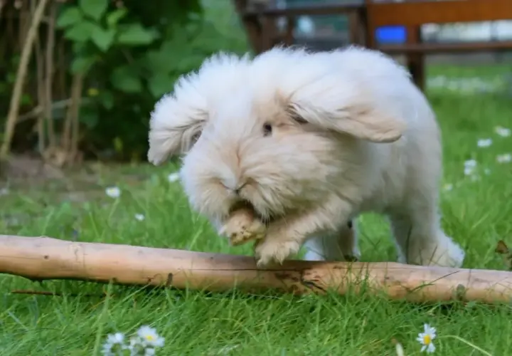 Puszysty karzełek teddy, króliczek, skacze przez pień drzewa na trawie, otoczony zielenią i kwiatkami.