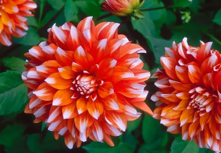Deux fleurs dahlia aux pétales bicolores orange et blancs, avec un bouton floral en arrière-plan.