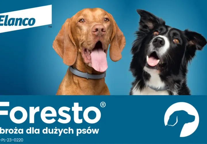 Obroża Foresto – czy można kąpać psa bez obaw o jej skuteczność?