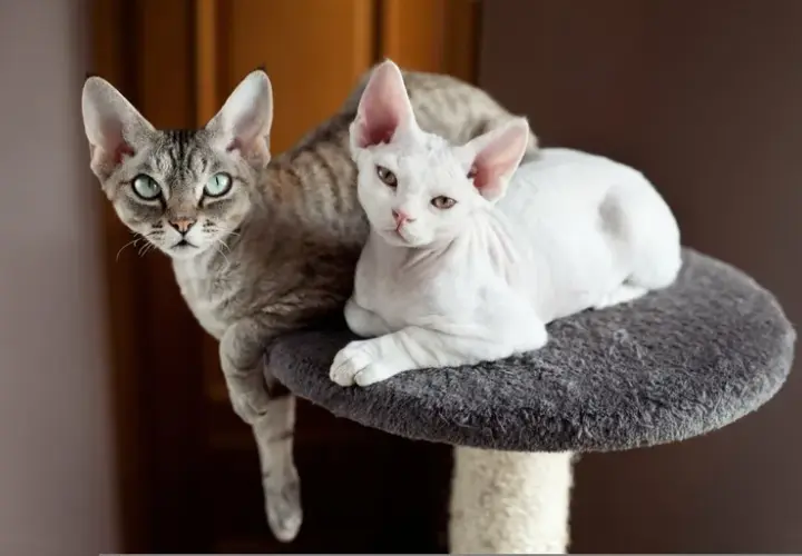 Devon Rex: Czy ten kot-pies z falowaną sierścią jest dla Ciebie?