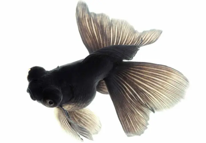 Un pez negro con aletas amplias y delicadas, como un velo, nada en un acuario.