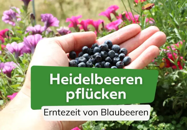 Eine Hand hält frisch gepflückte Heidelbeeren. Die Erntezeit von Blaubeeren ist jetzt!