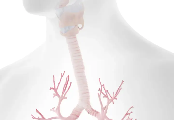 Anatomia krtani i tchawicy, z widocznymi rozgałęzieniami oskrzeli. Ilustracja może pomóc zrozumieć zapalenie tchawicy.