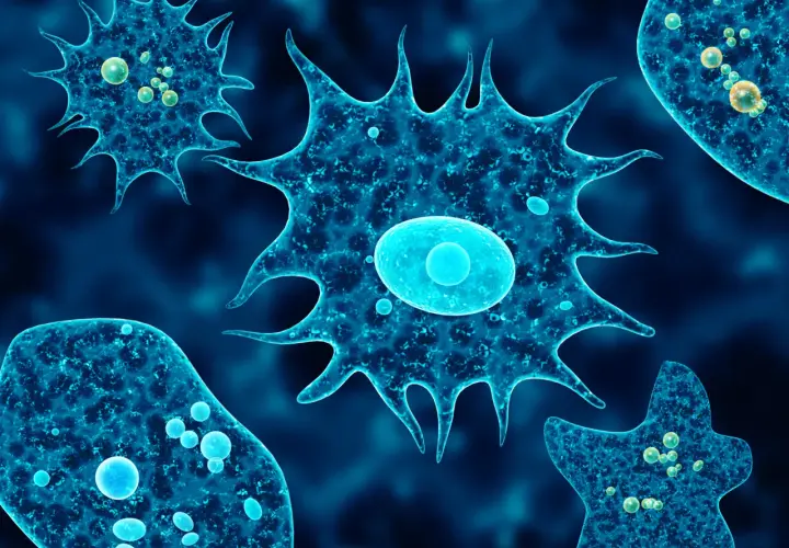 Endolimax nana: 5 objawów infekcji i metody skutecznego leczenia
