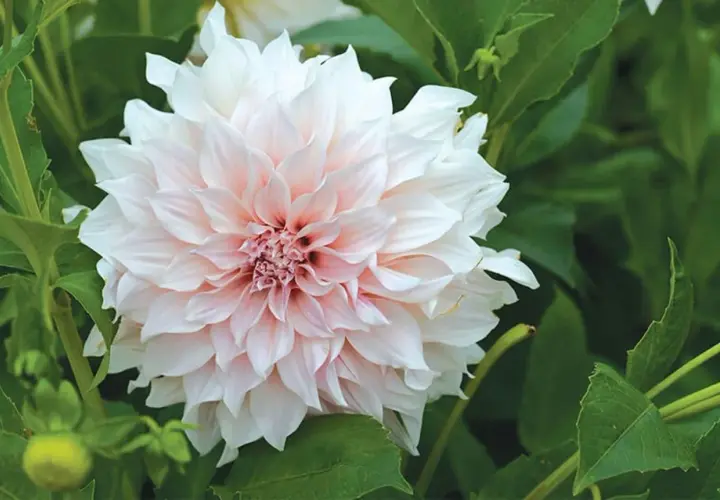 En vacker, ljusrosa och vit dahlia blommar i frodig jord till dahlior.