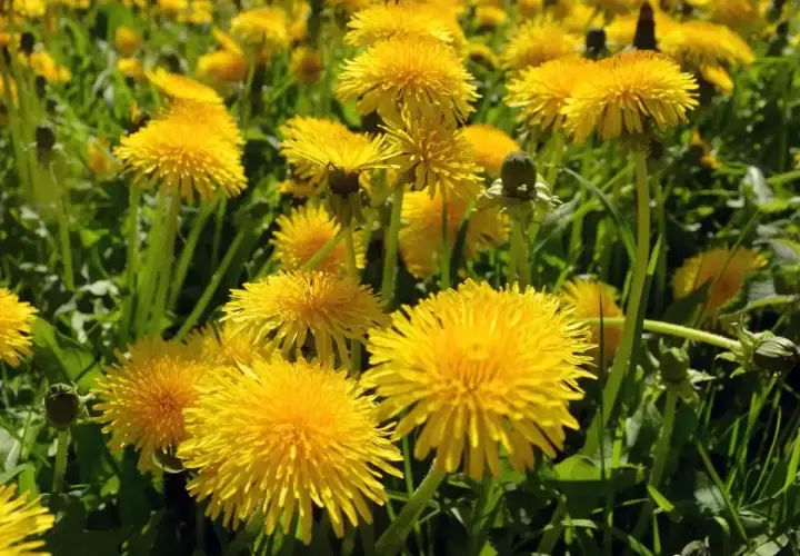 Campo fiorito di tarassaco, un fiore giallo brillante noto per le sue molteplici proprietà benefiche.
