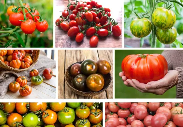 Collage di pomodori di varie forme e colori, che mostrano la grande qualità pomodori.