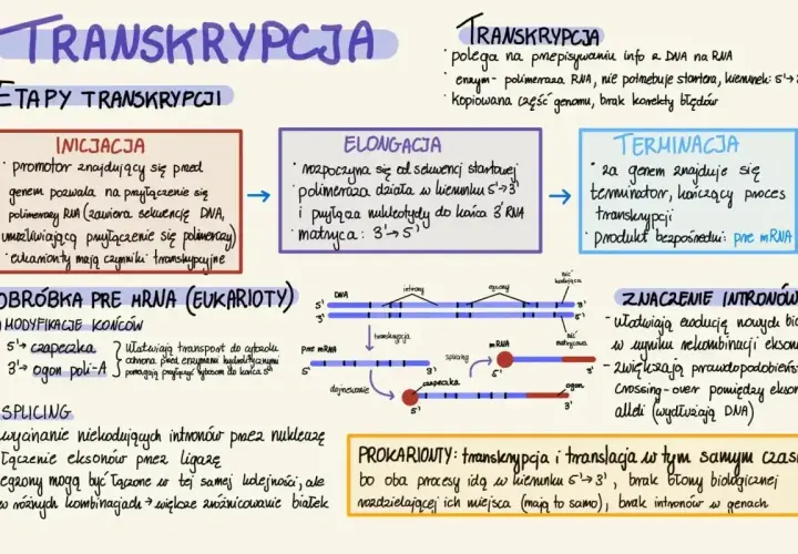 Schemat transkrypcji: inicjacja, elongacja, terminacja. Proces ten polega na przepisywaniu informacji z DNA na RNA, gdzie kluczową rolę odgrywa polimeraza RNA, która działa w kierunku 5'→3'.