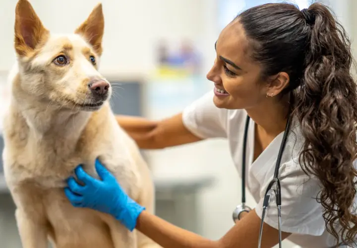 Weterynarz w niebieskich rękawiczkach bada psa. Szybka diagnoza i troska o zdrowie czworonoga.