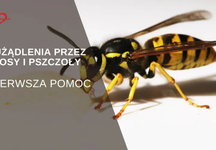 Osa na białym tle, tekst informuje o użądleniach przez osy i pszczoły oraz pierwszej pomocy.