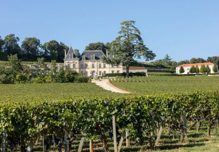 Château majestueux entouré de vignobles verdoyants, idéal pour le tourisme viticole. Un grand cèdre domine le paysage.