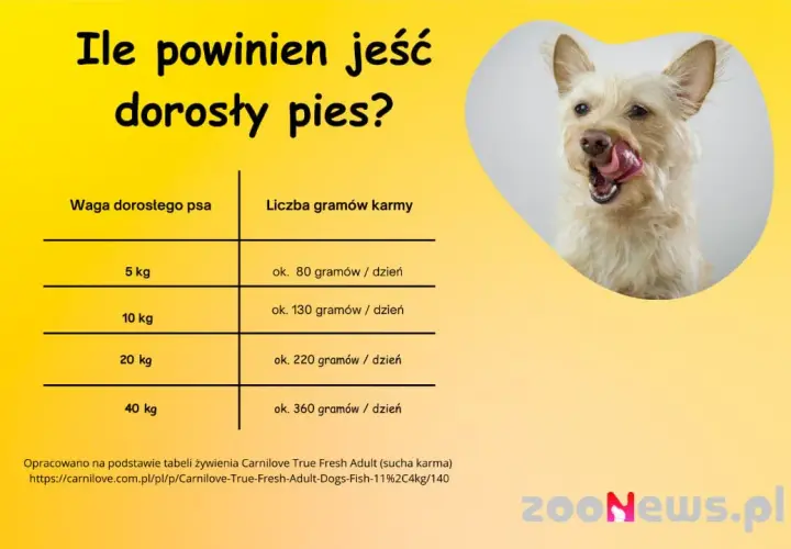 Ile gotowanego jedzenia dla psa? Oblicz dawkę i karm zdrowo