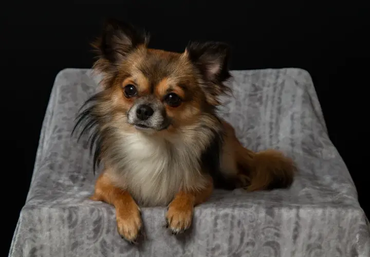 Uroczy długowłosy chihuahua, jakby pozował do zdjęcia, z pewnością zasługuje na najlepszą opiekę, może nawet na specjalny preparat jak cartrophen.