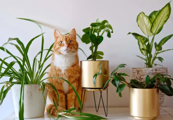 Gato naranja sentado entre varias plantas no tóxicas para gatos, creando un rincón verde y seguro.
