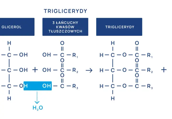 Schemat syntezy trójglicerydów. Wysokie trójglicerydy mogą wpływać na samopoczucie, gdy organizm nie radzi sobie z ich metabolizmem.