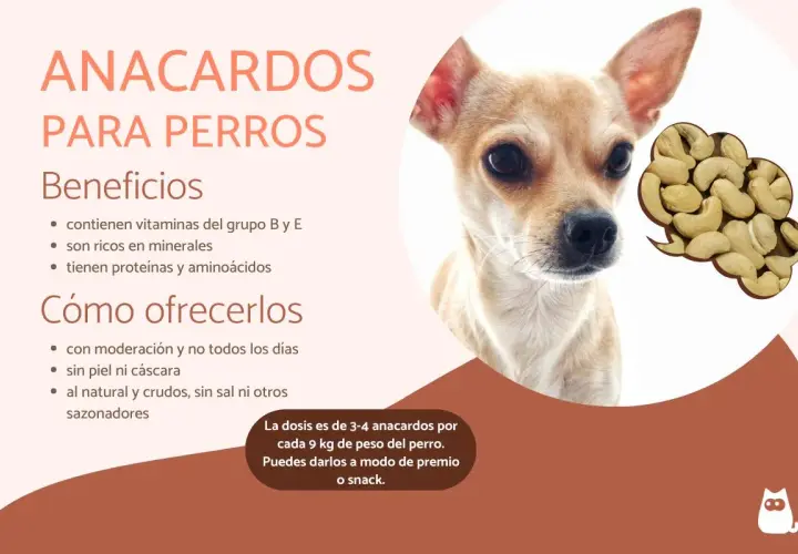 Un chihuahua mira atentamente. La imagen muestra que los perros pueden comer anacardos, con beneficios y cómo ofrecerlos.