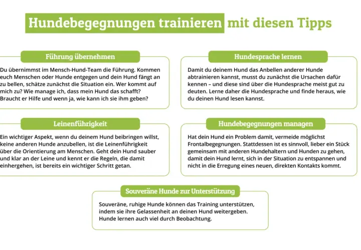 Hund bellt andere Hunde an? Lerne Hundesprache, um die Ursachen zu verstehen und deinem Hund zu helfen, ruhiger zu bleiben.