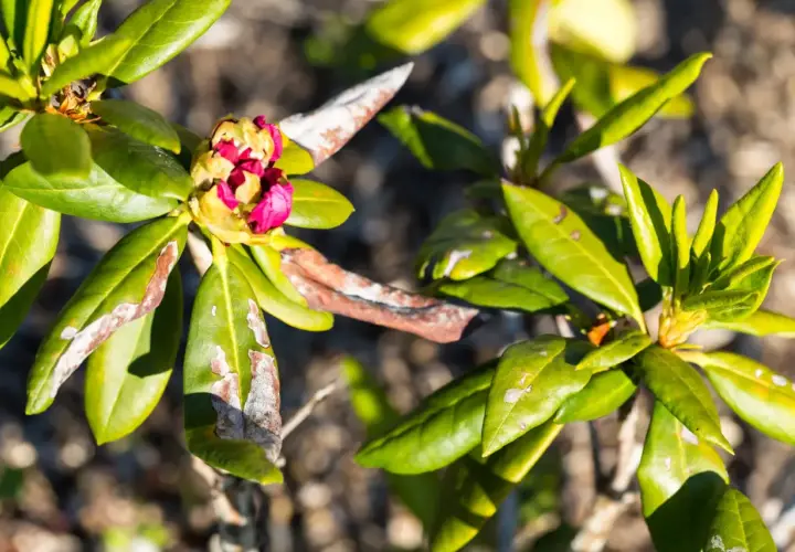 Rododendron z plamami na liściach i pąkiem kwiatowym.